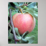 Royal Gala Apple Print