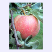Royal Gala Apple posters