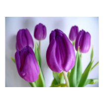 Royal Gathering Tulips Poster posters by orglioness Royal Gathering Tulips Poster posters