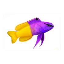 Royal Gramma Coral Reef Fish  Poster
