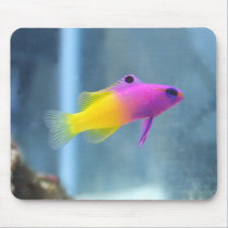 Royal Gramma Photo mousepads