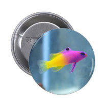 Royal Gramma Photo buttons