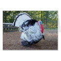 Royal Palm Turkey cards by GAZoomIn Royal Palm Turkey cards