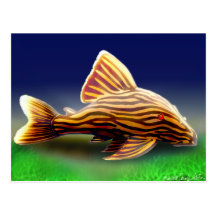 Royal Pleco Postcard
