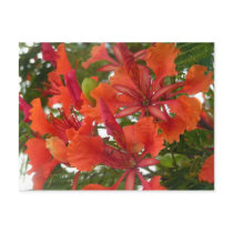 Royal Poinciana Flower Postcard by craftycorner Royal Poinciana Flower Postcard