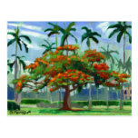 Royal Poinciana postcard