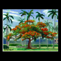 Royal Poinciana postcard postcards