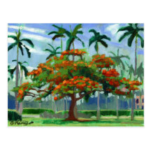 Royal Poinciana postcard