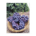 Royal Purple Grapes postcard