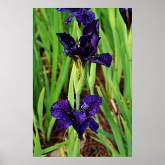 Royal Purple Iris Poster zazzle_print