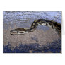 Royal Python or Ball Python Cards