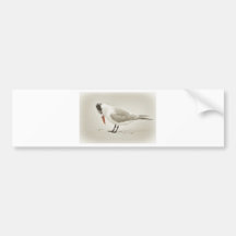 Royal Tern - head down Bumper Sticker