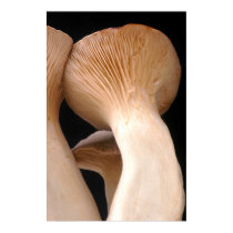 Royal Trumpet Mushroom Photo posters