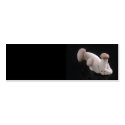 Royal Trumpet Mushroom Profile Card business cards
