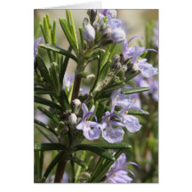 Rozemarijn wenskaart greeting card