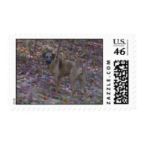 RRUS stamps