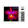 RSVP Orchid