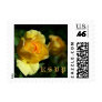 RSVP Yellow Rose
