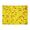Rubber Duckies postcards