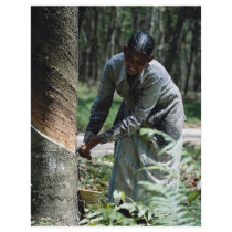 Rubber tapper at work near Ipoh, Malaysia Flyer Design
