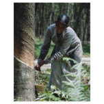 Rubber tapper at work near Ipoh, Malaysia flyers