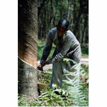 Rubber tapper at work near Ipoh, Malaysia Photo Cut Out