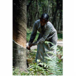 Rubber tapper at work near Ipoh, Malaysia Photo Cut Out