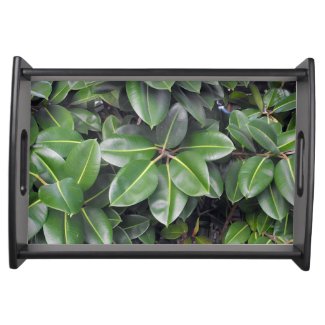 Rubber Tree Closeup