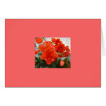 Ruby Begonia Card
