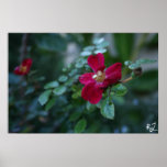 Ruby Bud Posters