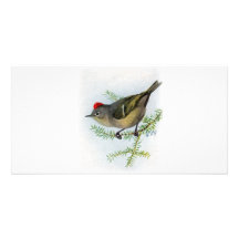 Ruby-crowned Kinglet Custom Photo Card