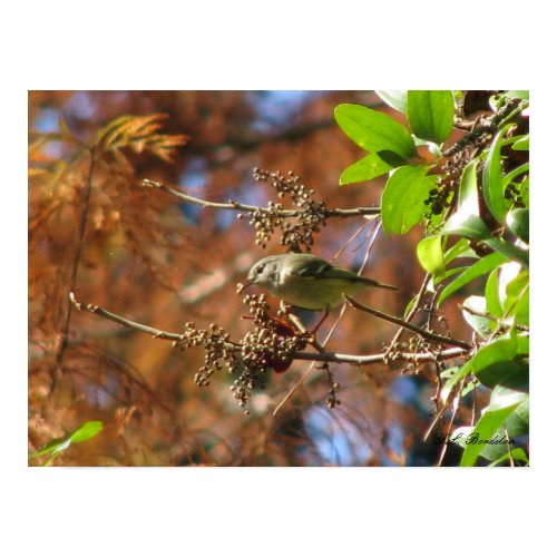Ruby-crowned Kinglet Eats print