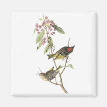 Ruby-crowned Kinglet, John Audubon Magnets