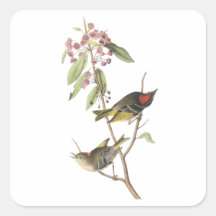 Ruby-crowned Kinglet, John Audubon Square Sticker