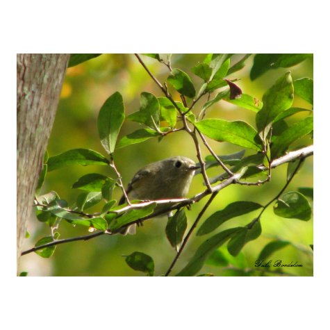 Ruby-crowned Kinglet Peeks print