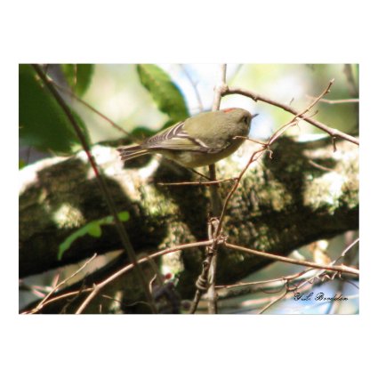 Ruby-crowned Kinglet print