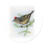 Ruby-crowned Kinglet Round Stickers