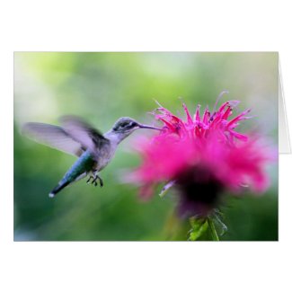"Ruby" Hummingbird Photography Greeting Card