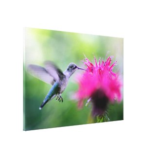 "Ruby" Hummingbird Photography Print Canvas Print