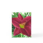 Ruby Red Daylily Note Card Ruby Red Daylily Note Card