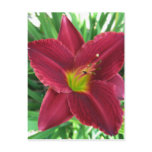 Ruby Red Daylily Postcard Ruby Red Daylily Postcard