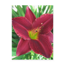 Ruby Red Daylily Postcard postcards