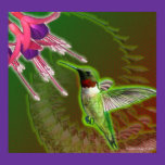 Ruby Red Hummingbird and Fuchsia Flower Poster posters