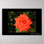 Ruby Red Rose Poster