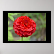 Ruby Red Zinnia Posters