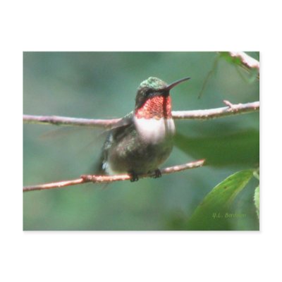 Ruby-throat After Chase Postcard by naturegirl7