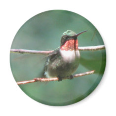 Ruby-throat Flutters Magnet magnet