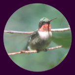 Ruby-throat Flutters Sticker