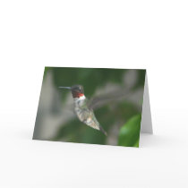 Ruby Throat Hummingbird cards