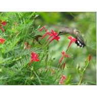 Ruby-throat in Cypress Vine Postcard postcard